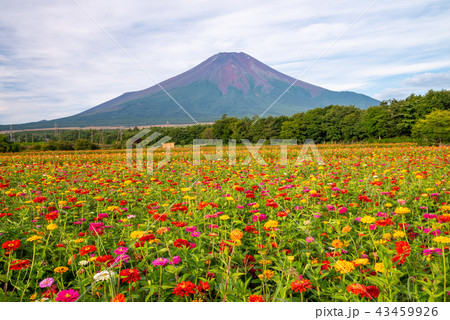 山梨県 花の都公園のお花畑と富士山の写真素材