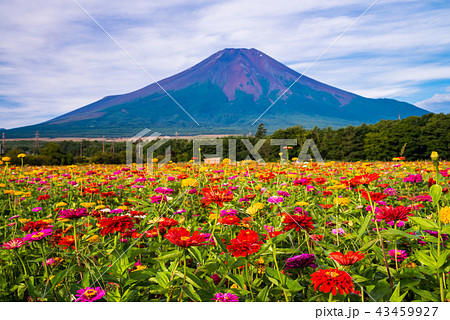 山梨県 花の都公園のお花畑と富士山の写真素材