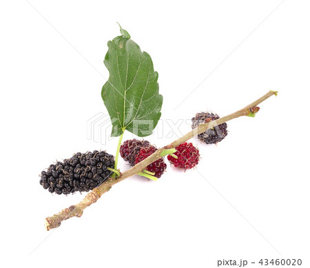 mulberries fruit and mulberry leaf on white mulberries fruit and mulberry leaf on white 43460020