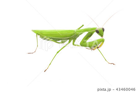 Praying Mantis. on white background 43460046