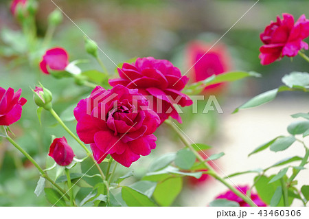 深紅の薔薇たちの写真素材