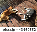 ひなたぼっこ仲良し柴犬 43460552