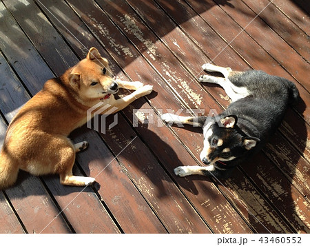 ひなたぼっこ仲良し柴犬 43460552