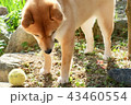 ボール遊び 43460554