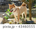 お庭の柴犬 43460555