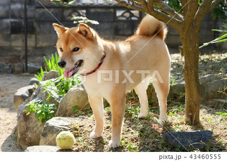 お庭の柴犬 43460555