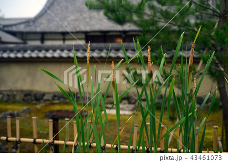 天龍寺境内の蒲の穂-3 43461073