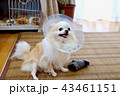 エリザベスチワワ 43461151