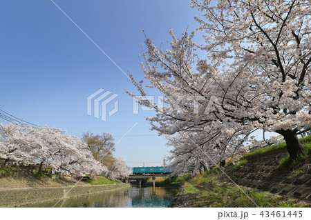 高田川の桜とJR和歌山線 43461445
