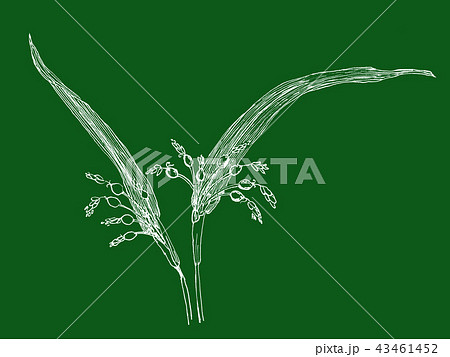 ハトムギ 線画 白 Coix lacryma-jobi var. ma-yuen ハトムギ 線画 白 Coix lacryma-jobi var. ma-yuen 43461452