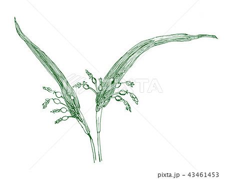 ハトムギ　線画　グリーン　Coix lacryma-jobi var. ma-yuen 43461453