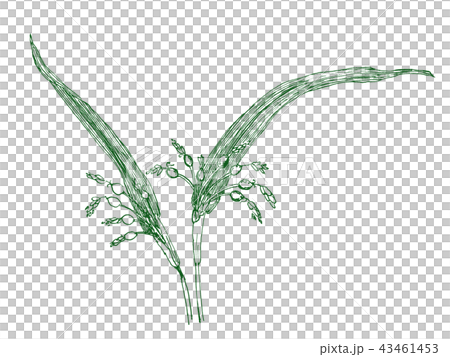 Hatomugi Line drawing Green Coix lacryma-jobi var.Ma-yuen 43461453