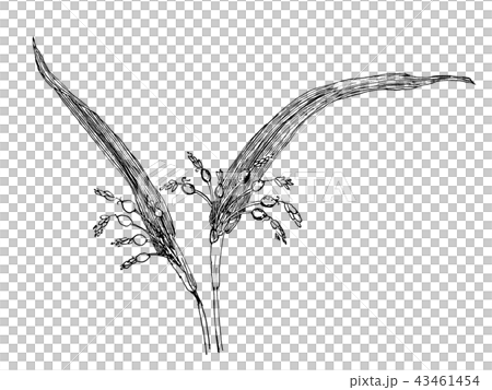 ハトムギ　線画　Coix lacryma-jobi var. ma-yuen 43461454