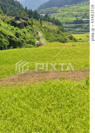 【愛知県　新城市】四谷の千枚田 43461516