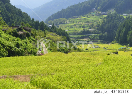 【愛知県 新城市】四谷の千枚田 【愛知県 新城市】四谷の千枚田 43461523