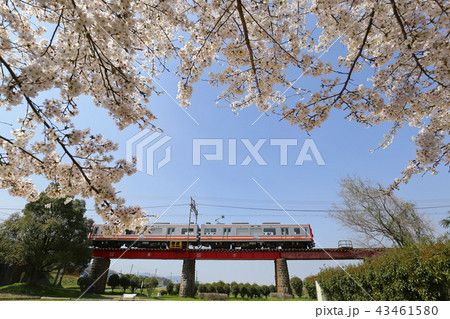 サクラと南海電車 43461580
