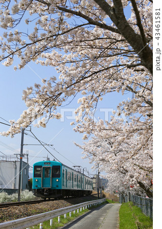 サクラと和歌山線 サクラと和歌山線 43461581