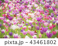 鮮やかなチューリップたちのピンク 43461802