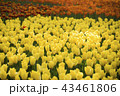 鮮やかチューリップの絨毯です 43461806