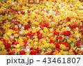 鮮やかチューリップ赤と黄色 43461807