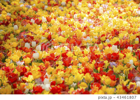 鮮やかチューリップ赤と黄色 43461807