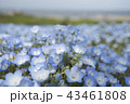 かわいいネモフィラ 43461808