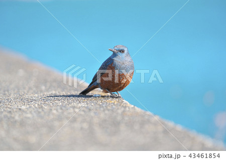 琵琶湖のイソヒヨドリ 43461854