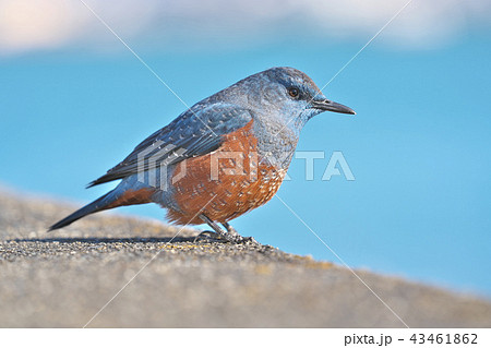 琵琶湖のイソヒヨドリ 琵琶湖のイソヒヨドリ 43461862