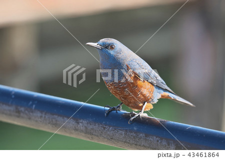 琵琶湖のイソヒヨドリ 琵琶湖のイソヒヨドリ 43461864