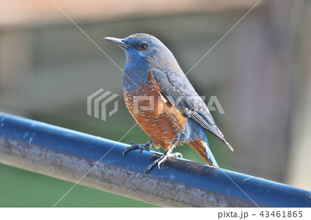 琵琶湖のイソヒヨドリ 琵琶湖のイソヒヨドリ 43461865