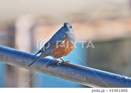 琵琶湖のイソヒヨドリ 43461866