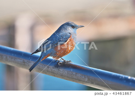 琵琶湖のイソヒヨドリ 琵琶湖のイソヒヨドリ 43461867