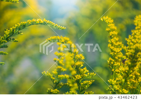 Beautiful yellow goldenrod flowers and bee. 43462423
