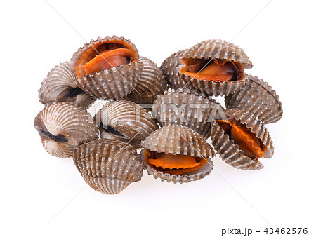 cockles seafood on white background cockles seafood on white background 43462576