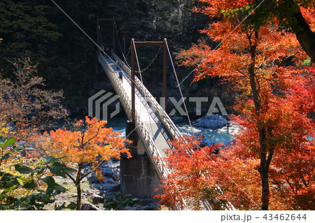 御岳渓谷の紅葉 御岳渓谷の紅葉 43462644