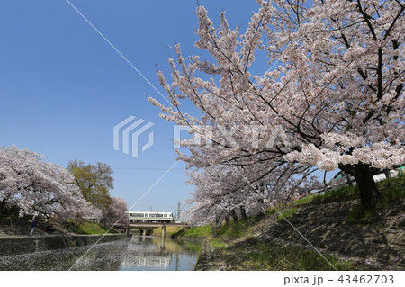 高田川のサクラとJR和歌山線 43462703