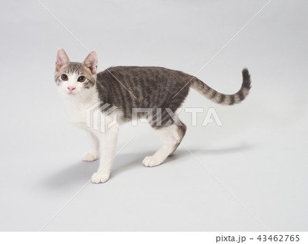 振り向いた仔猫 振り向いた仔猫 43462765
