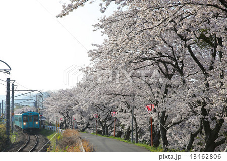 サクラとJR和歌山線 43462806