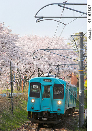 サクラとJR和歌山線 43462807