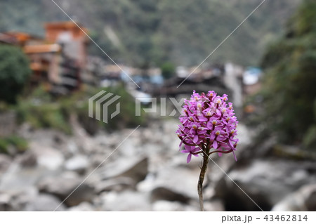 ピンクの花 43462814
