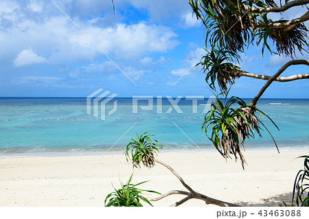 奄美大島 ビーチ 大浜海浜公園 奄美大島 ビーチ 大浜海浜公園 43463088