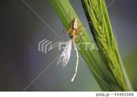 ササグモ 43463368