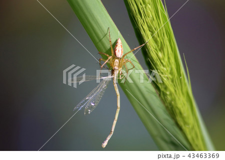 ササグモ 43463369