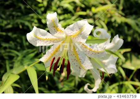 ヤマユリの季節到来(1) 43463759