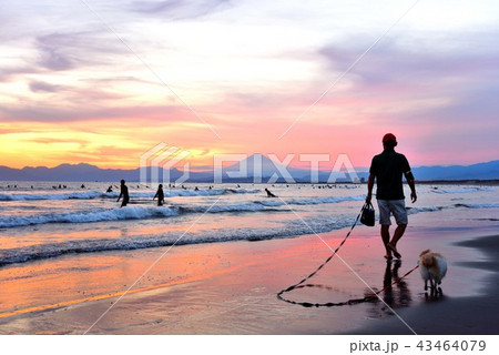 夕焼けの鵠沼海岸で犬の散歩をする男性 夕焼けの鵠沼海岸で犬の散歩をする男性 43464079