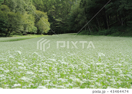 信州中山高原　初秋のソバ畑 43464474