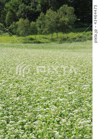 信州中山高原　初秋のソバ畑 43464475
