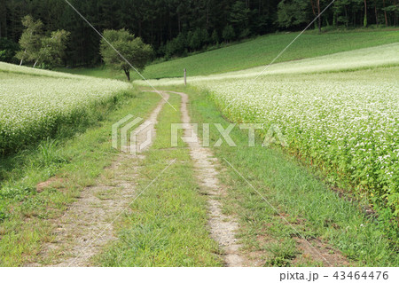 信州中山高原　初秋のソバ畑 43464476