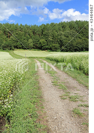 信州中山高原　初秋のソバ畑 43464667