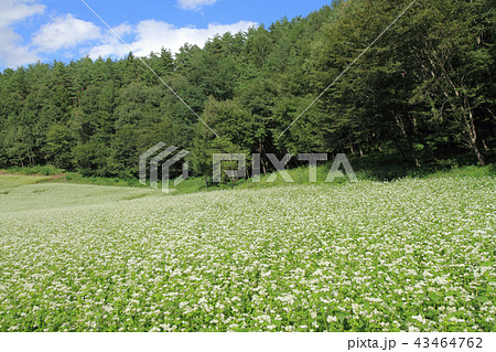 信州中山高原　初秋のソバ畑 43464762